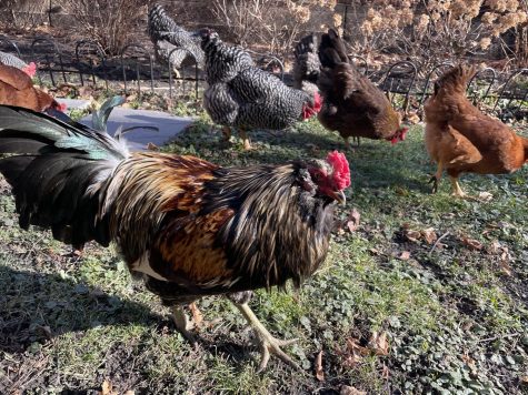 A rooster struts across the grass with several other chickens in the background.