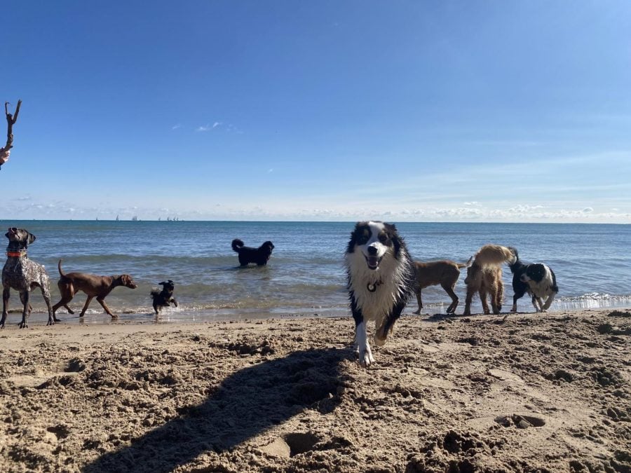 A group of dogs run on a beach