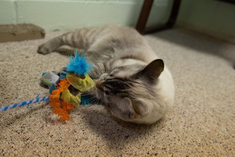 A gray, striped cat playing with a colorful toy.