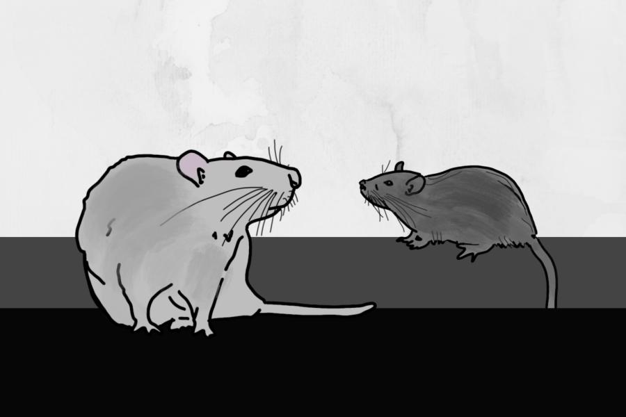 One gray rat and one darker gray rat behind it.