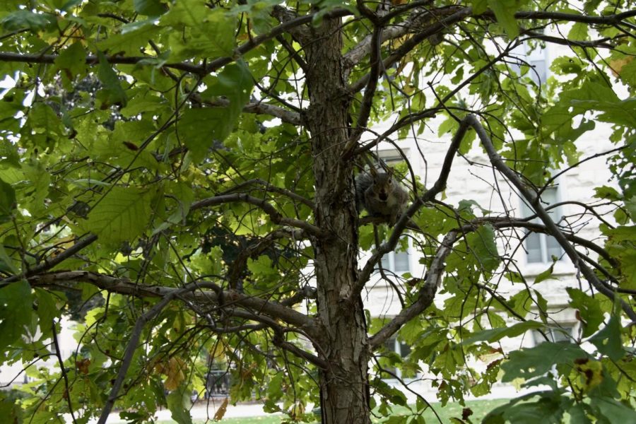 A squirrel sits on the branch of a small green tree as it holds an acorn.