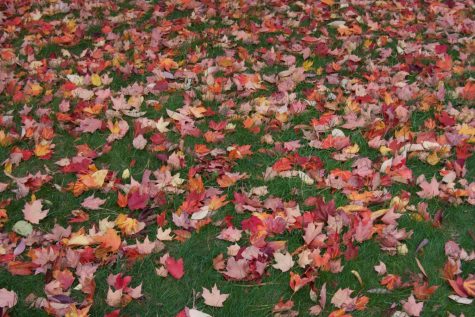 Red, orange and yellow leaves lie on the grass.