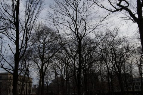 Tan buildings lie in the background with barren trees scattered in front.