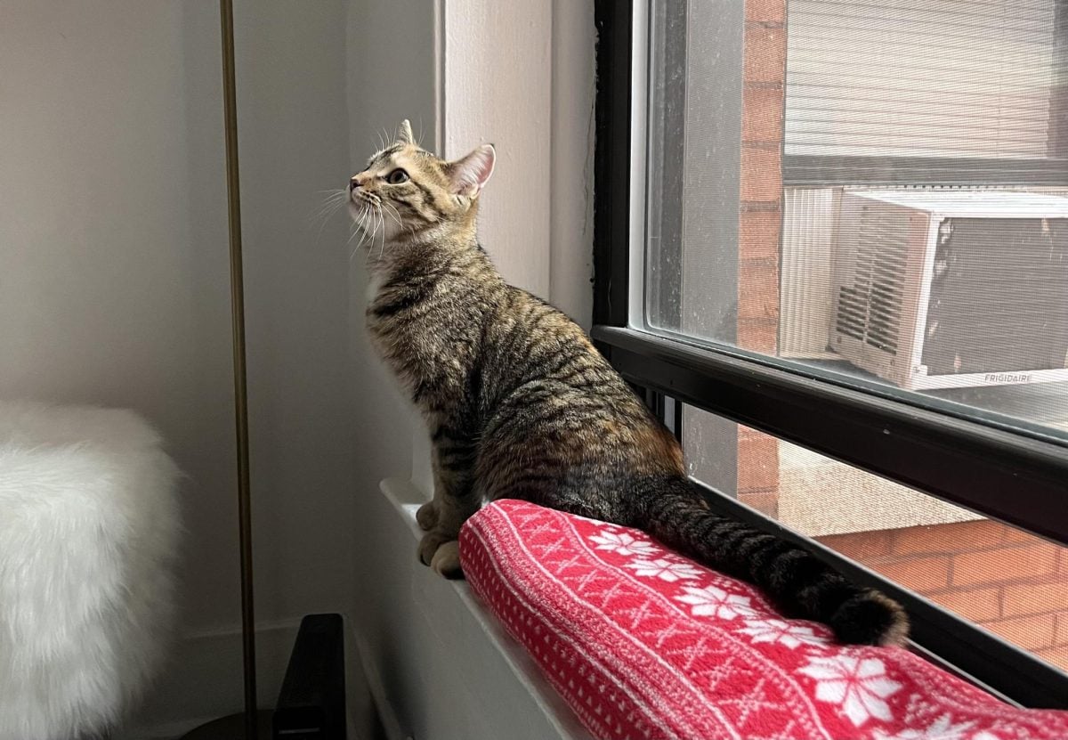 A cat fostered through Paws and Claws by a Northwestern student. Last year, Paws and Claws rescued 514 cats and aims to rescue 1,000 in 2024.
