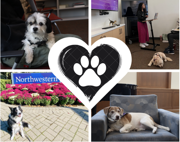 Luna, Fozzie, Banksy and Josie are some of the pets that NU staff and faculty bring to work. 