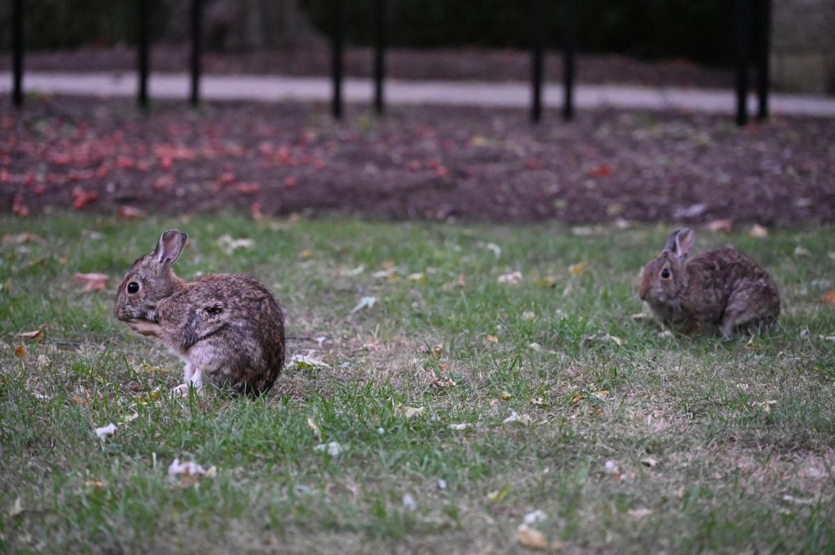 Two rabbits sit in the grass, one cleans itself.