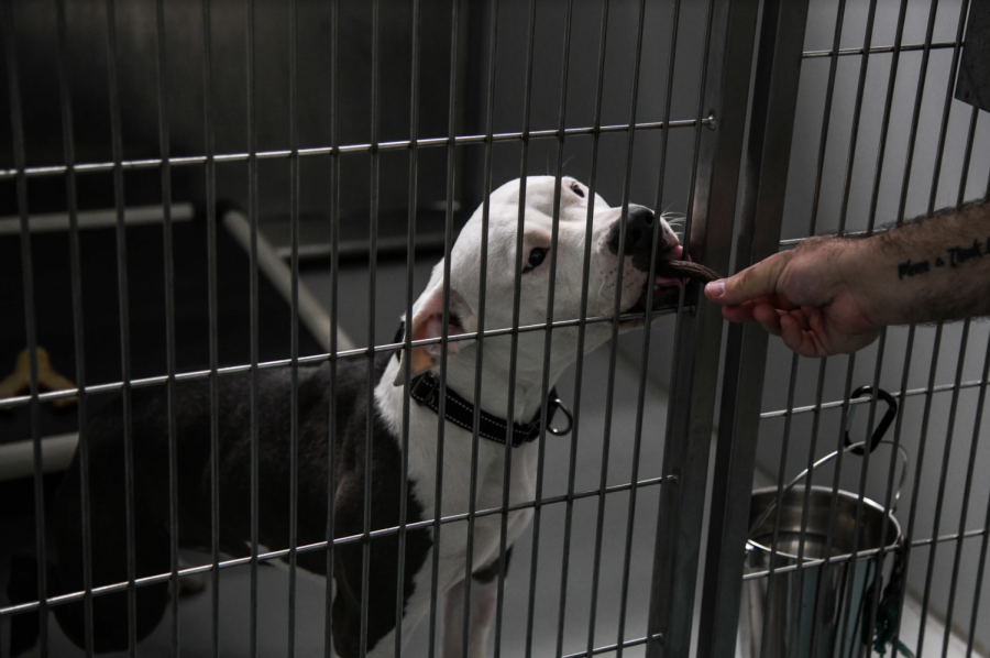 A dog eats a treat at Evanston Animal Shelter.