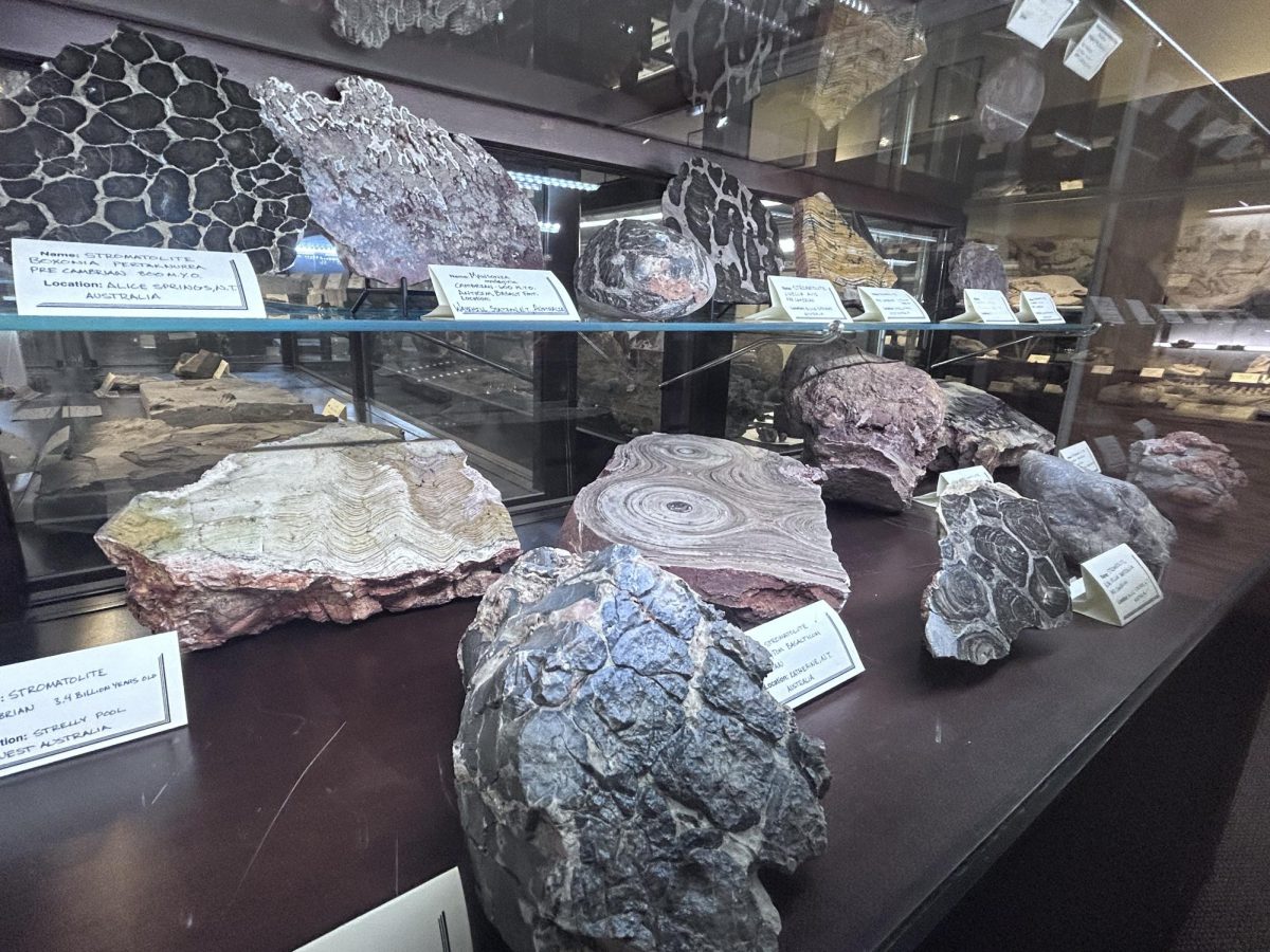 Stromatolites as old as 3.4 billion years sit in a glass case in the basement of Dave’s Down to Earth Rock Shop.