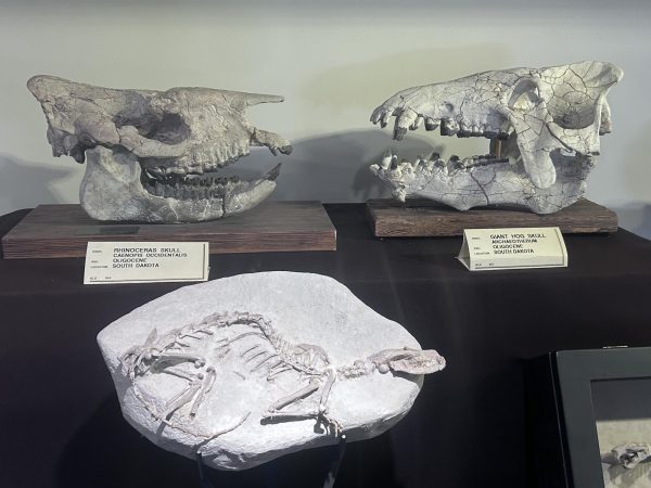 Rhinoceros and hog skulls are among the specimens displayed in the shop&rsquo;s basement.